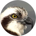 Sylvie Millet profile picture